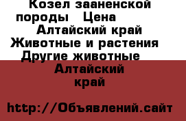 Козел зааненской породы › Цена ­ 3 000 - Алтайский край Животные и растения » Другие животные   . Алтайский край